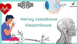 Nerwy czaszkowe kieszonkowe