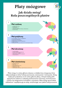 Płaty mózgowe-plakat