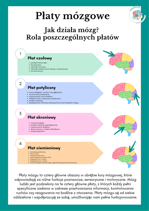 Płaty mózgowe-plakat